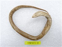 藏品(前肛鰻)的圖片